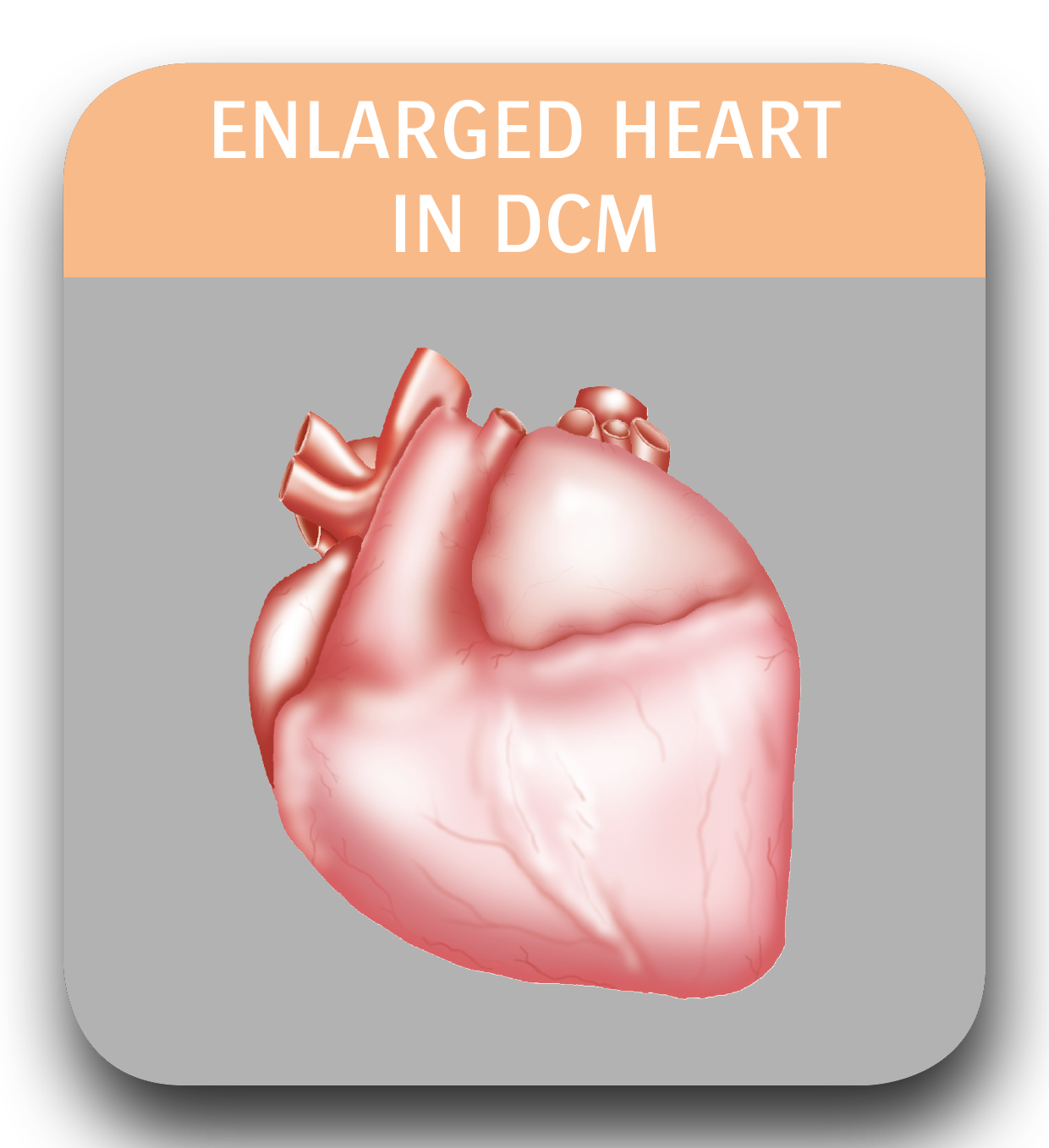 Heart screening in large breed dogs Greenbay Vets Torquay and