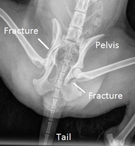 Pre-op x-ray