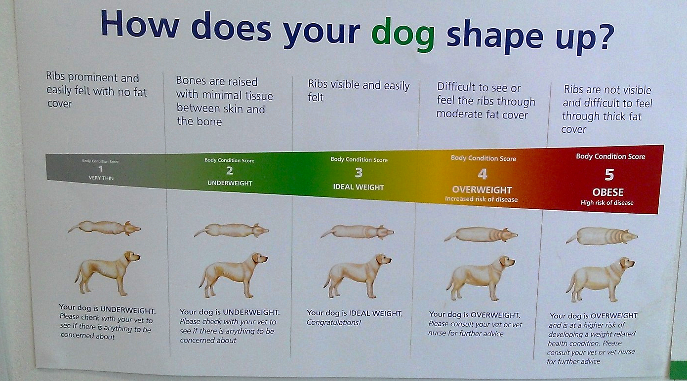 How to Determine Your Dog's Healthy Weight and Body Condition