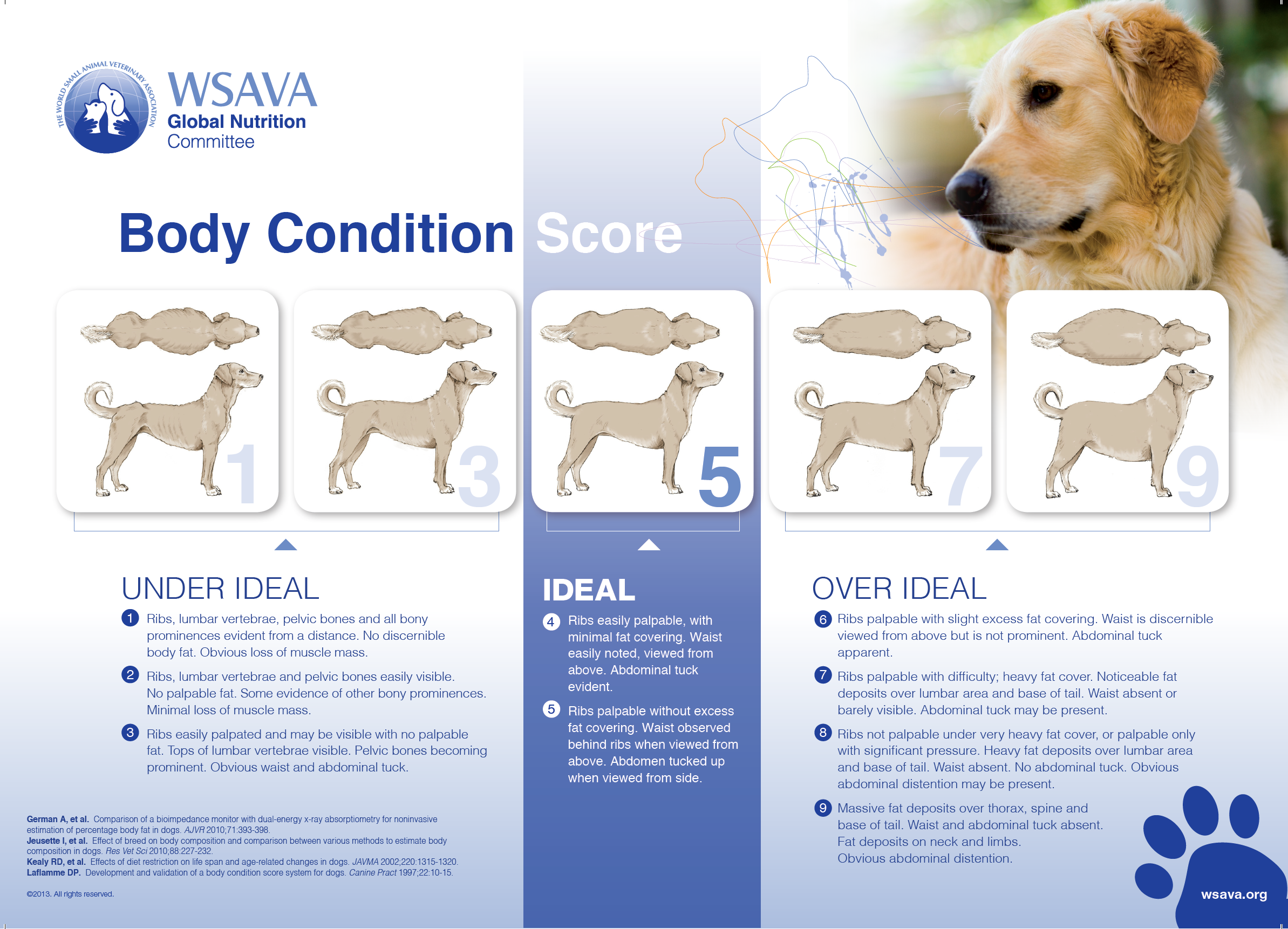 Ear Disease Dental Disease And Obesity In Dogs